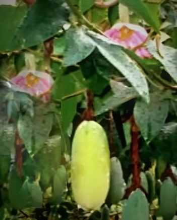 Banánová passiflora, Banana Passionfruit, Passiflora mollissima 10 semien